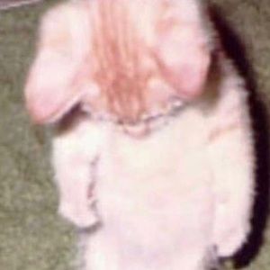 Meet your Posher, Isaac